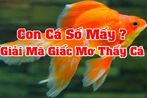 Ý nghĩa của việc nằm mơ thấy cá